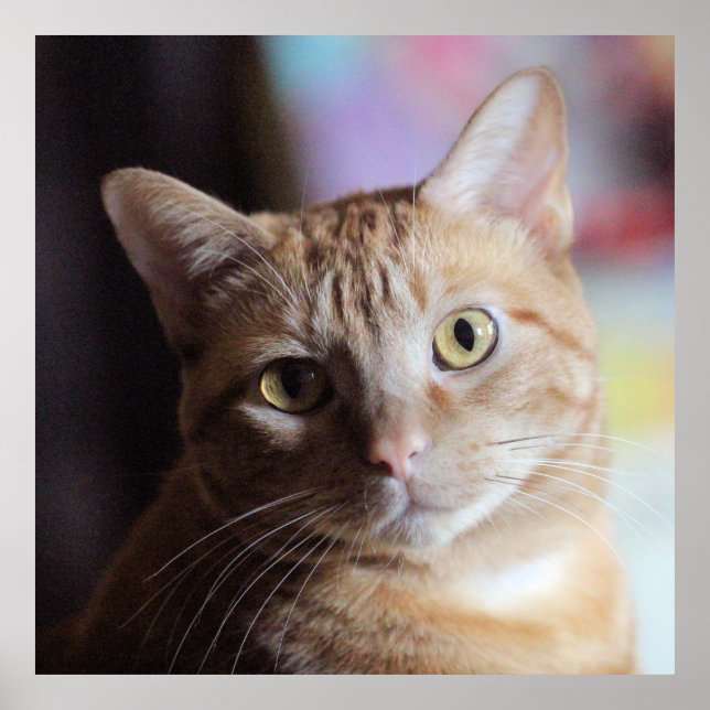 Penny Poster (Framsidan)