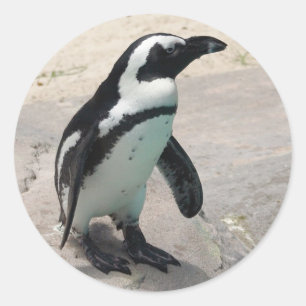 Penquin klistermärke