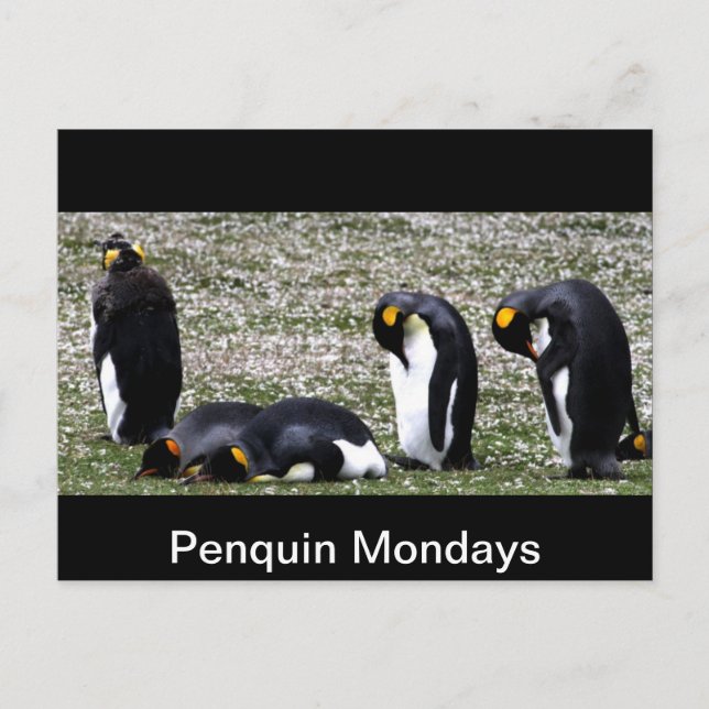 Penquin Mondays Vykort (Framsida)
