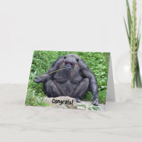 Pension Chimpanzee med solglasögon