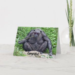 Pension Chimpanzee med solglasögon Kort