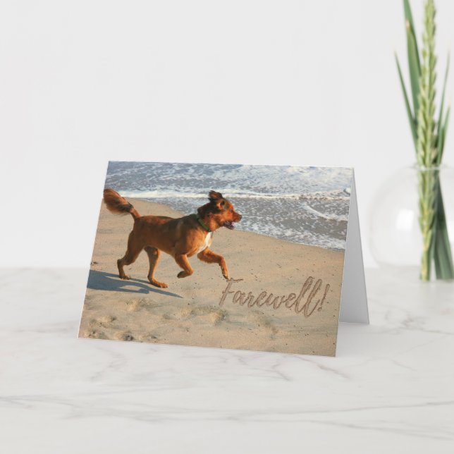 Pension Farwell Running Hund på stranden Kort (Framsida)