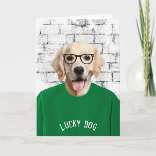 pensionerad golden retriever i grön t-shirt-kort kort