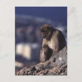 Pensionsapa i Gibraltar Vykort