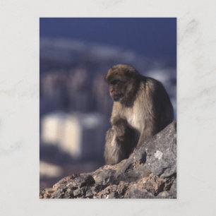 Pensionsapa i Gibraltar Vykort