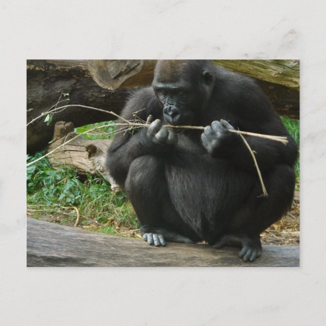 Pensive Gorilla Postcard Vykort (Framsida)