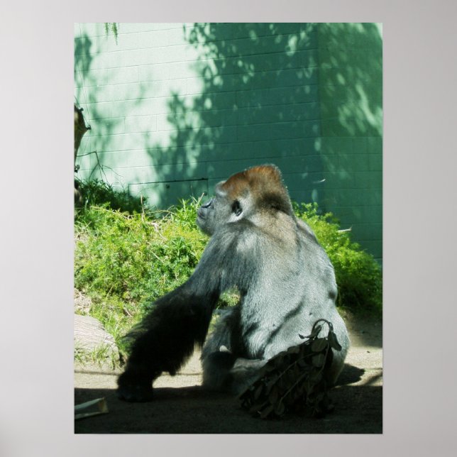 Pensive Gorilla Poster (Framsidan)