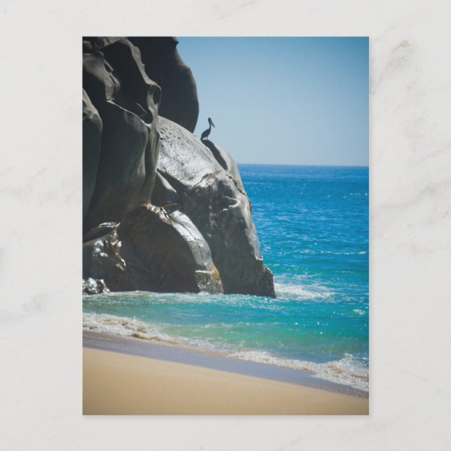 Pensive Pelican Vykort (Framsida)