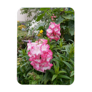 Penstemon Blomsterträdgård blommigt Birthday Mag Magnet
