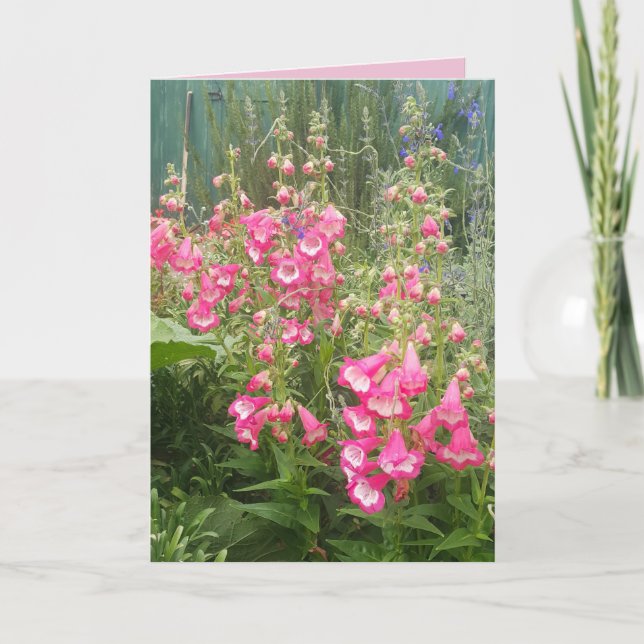 Penstemon Blomsterträdgård blommigt Grattis på föd Kort (Framsida)