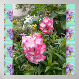 Penstemon Rosa Flower Blommigt Photo Garden Poster