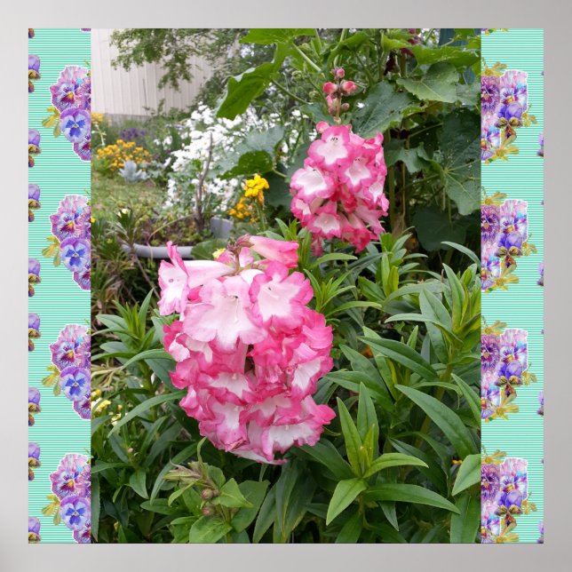 Penstemon Rosa Flower Blommigt Photo Garden Poster (Framsidan)