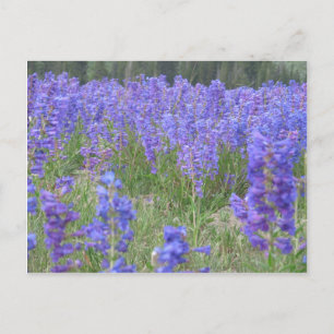 Penstemon WildblommWyoming Vykort