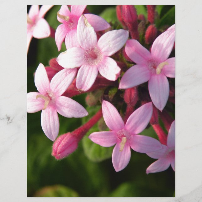 Pentas (Framsida)