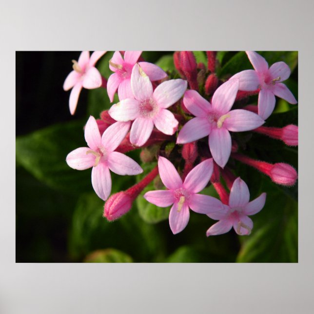 Pentas affisch (Framsidan)