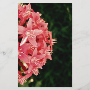 Pentas Brevpapper