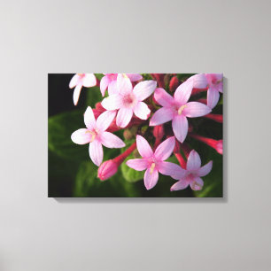Pentas Canvastryck