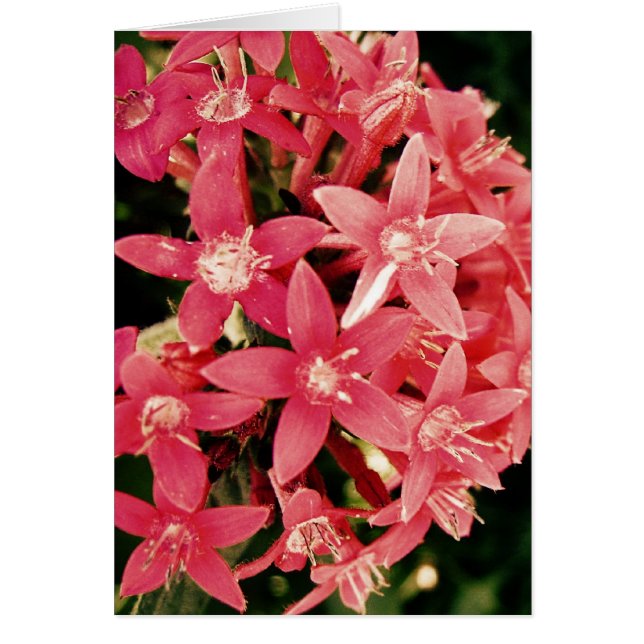 Pentas Hälsningskort (Framsidan)