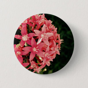 Pentas Knapp