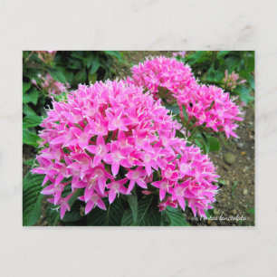 Pentas lanceolata [vykort] vykort