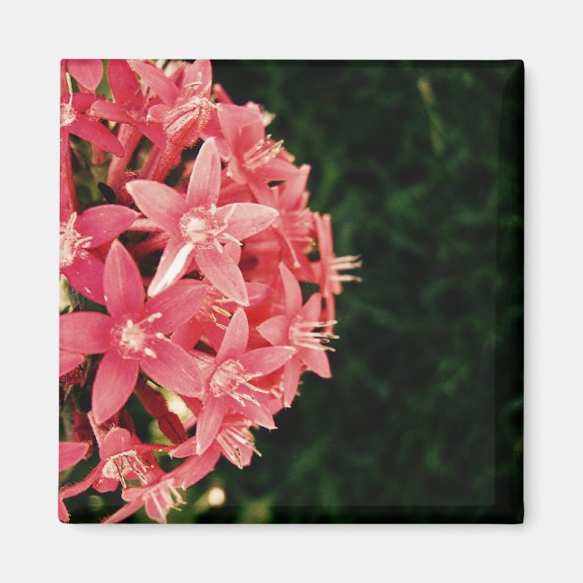 Pentas Magnet (Framsidan)