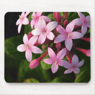 Pentas Musmatta