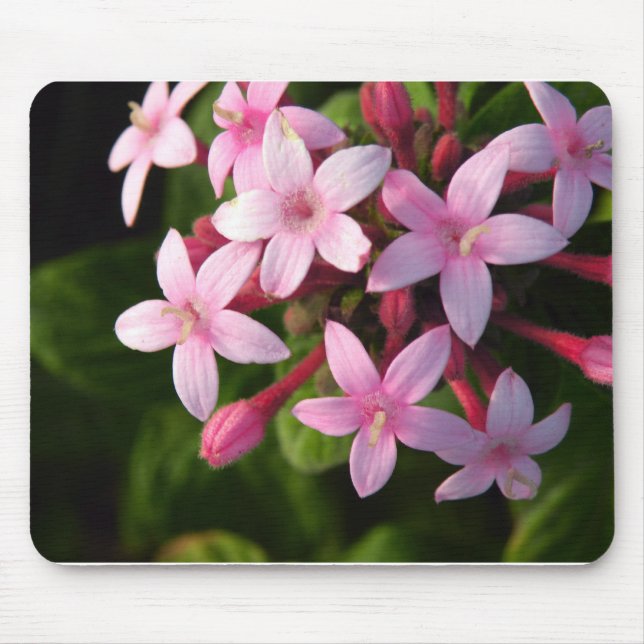 Pentas Musmatta (Framsidan)