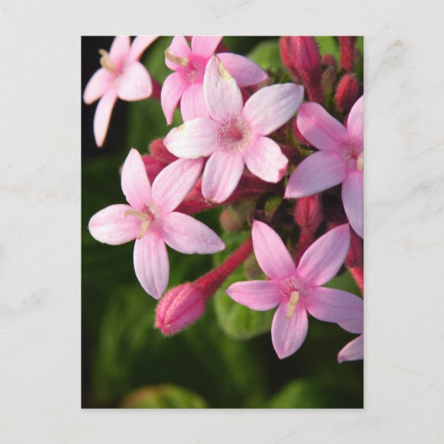 Pentas Vykort (Framsida)