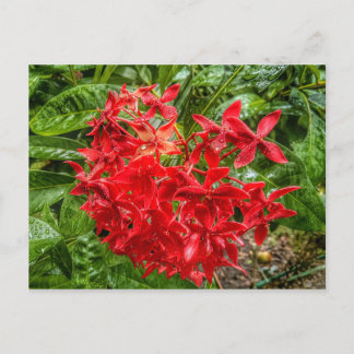 Pentas-vykort Vykort