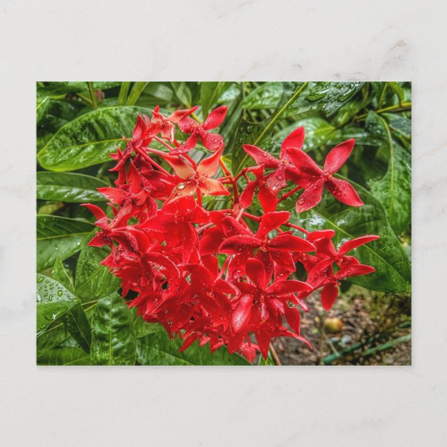 Pentas-vykort Vykort (Framsida)