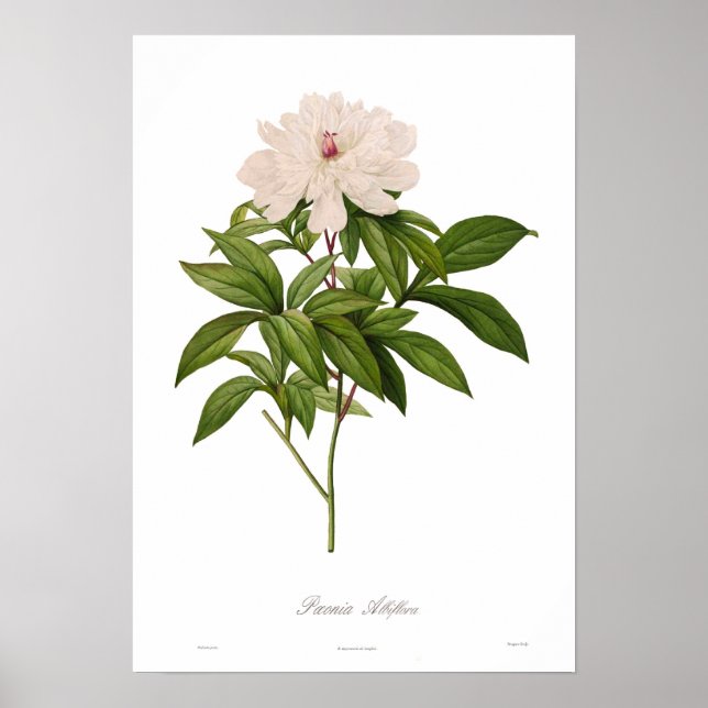 Peonia albiflora poster (Framsidan)
