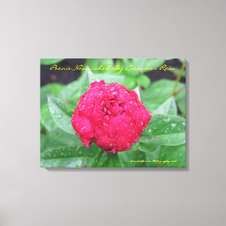 Peonie after Rain Wrapped Canvas