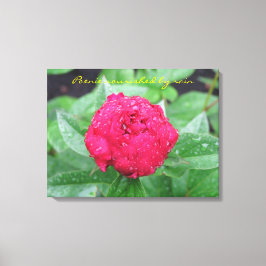 Peonie after Rain Wrapped Canvas
