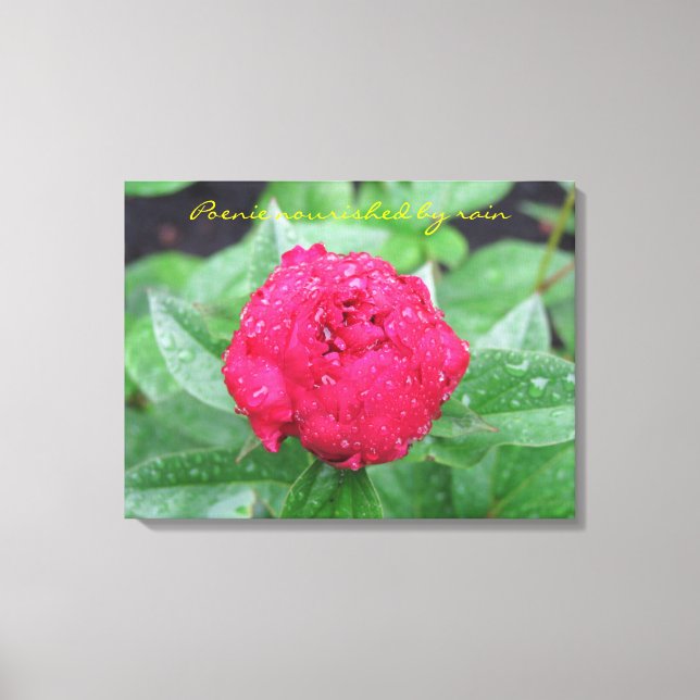 Peonie after Rain Wrapped Canvas (Framsida)