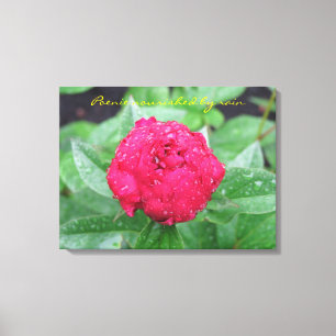 Peonie efter regnar slågen in kanfas canvastryck