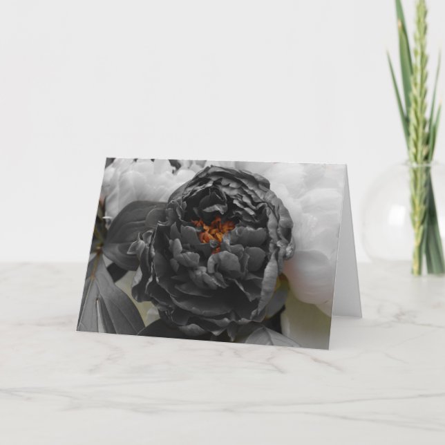 Peonier/isolerade Färg Kort (Framsida)