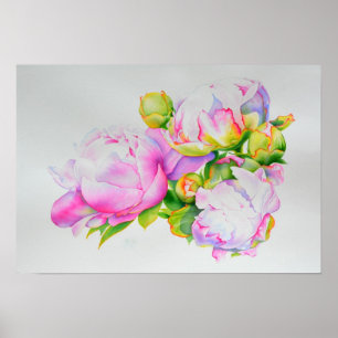 Peonier, rosa, vit, blommigt, vattenfärgning poster