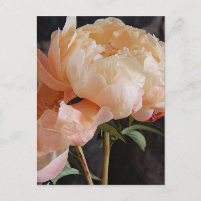 Peonies 7 vykort (Framsida)