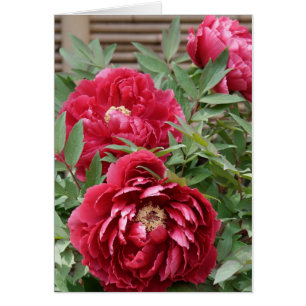 Peonies at Kamakura-kort OBS Kort