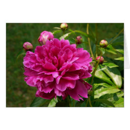 Peonies-CARD Hälsningskort