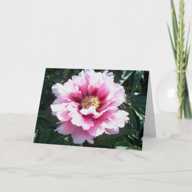 Peonies Kort (Framsida)