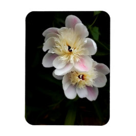 Peonies Magnet
