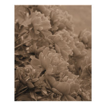 Peonies Många i Sepia