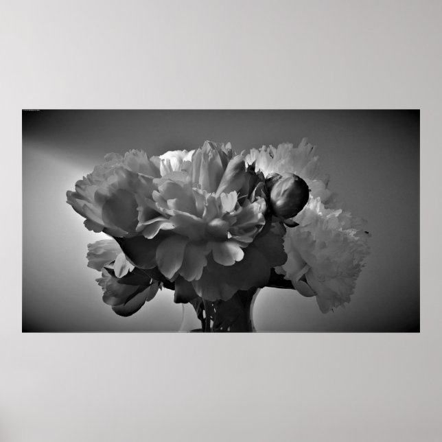 Peonies-Noir Poster (Framsidan)