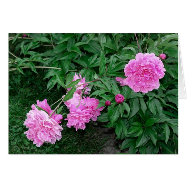 PEONIES OBS KORT (Framsidan Horizontal)