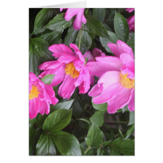 PEONIES OBS KORT