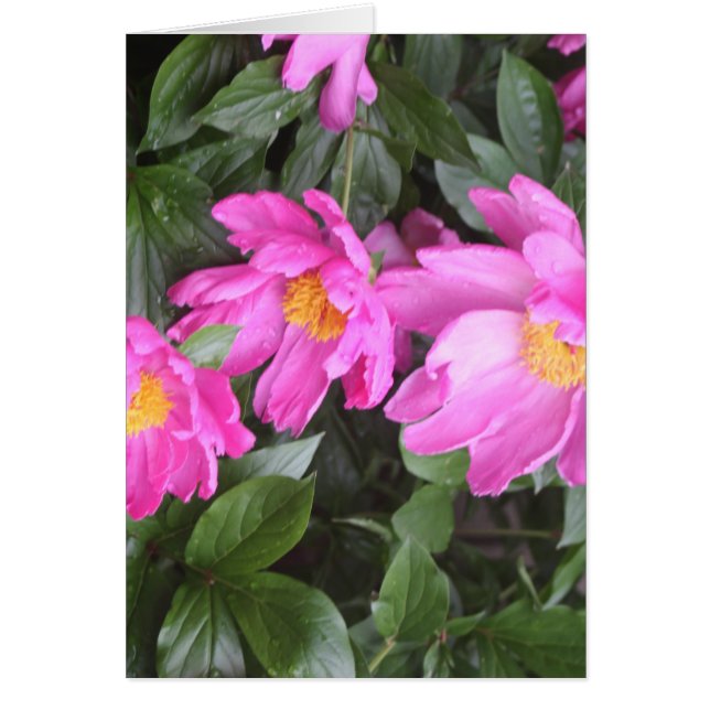 PEONIES OBS KORT (Framsidan)