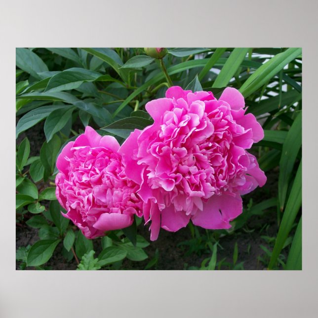 Peonies Poster (Framsidan)