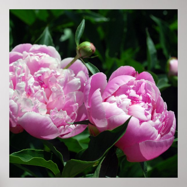 Peonies Poster (Framsidan)