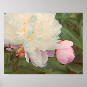 Peonies Rosa Peony Flower Poster